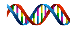 Read more about the article DEOXYRIBONUCLEIC ACID (DNA)
