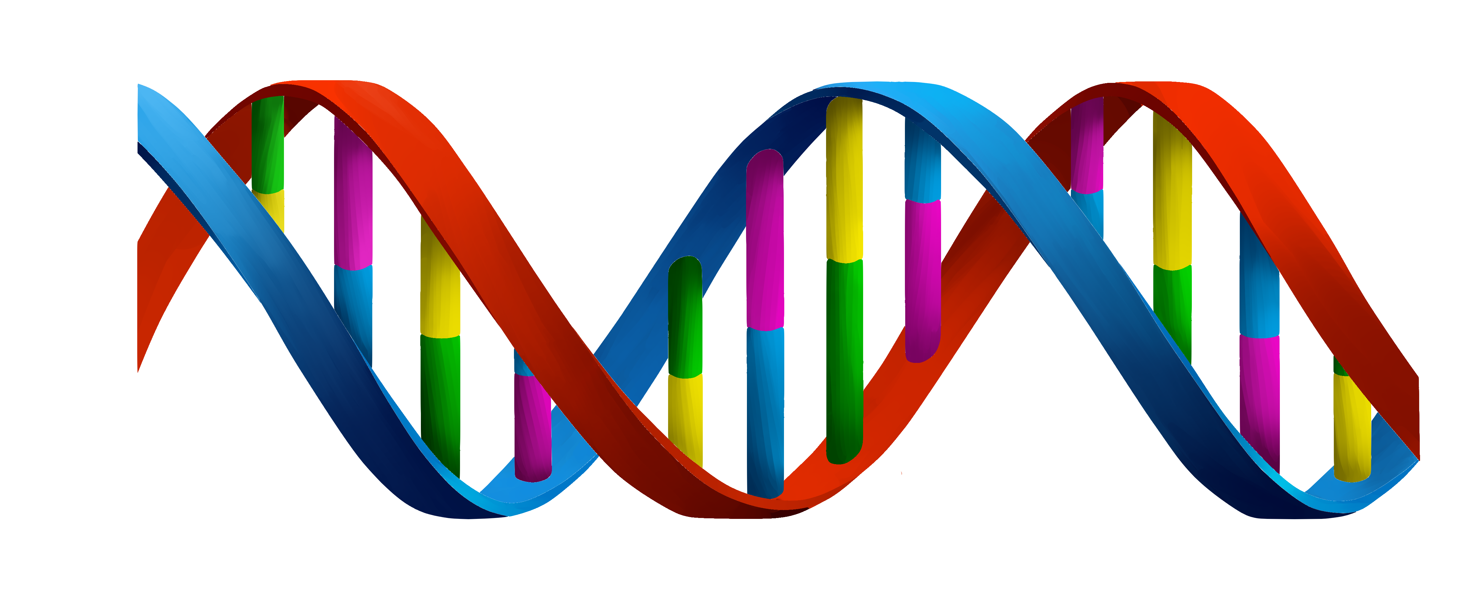 Read more about the article DEOXYRIBONUCLEIC ACID (DNA)